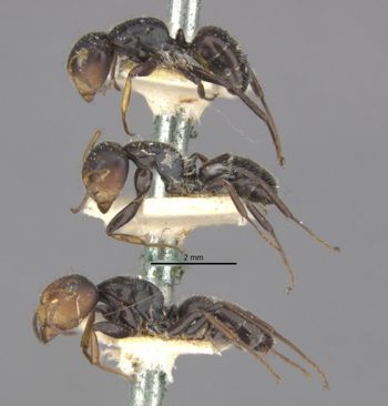 Media type: image;   Entomology 21596 Aspect: habitus lateral view